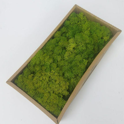 Lush Green Moss Wall Art: Nature's Timeless Beauty