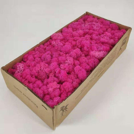 Lush Green Moss Wall Art: Nature's Timeless Beauty