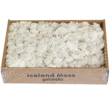 Lush Green Moss Wall Art: Nature's Timeless Beauty