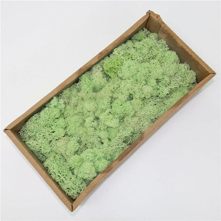 Lush Green Moss Wall Art: Nature's Timeless Beauty