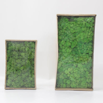 Lush Green Moss Wall Art: Nature's Timeless Beauty