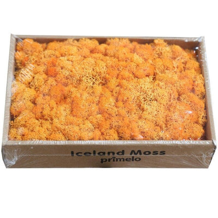 Lush Green Moss Wall Art: Nature's Timeless Beauty