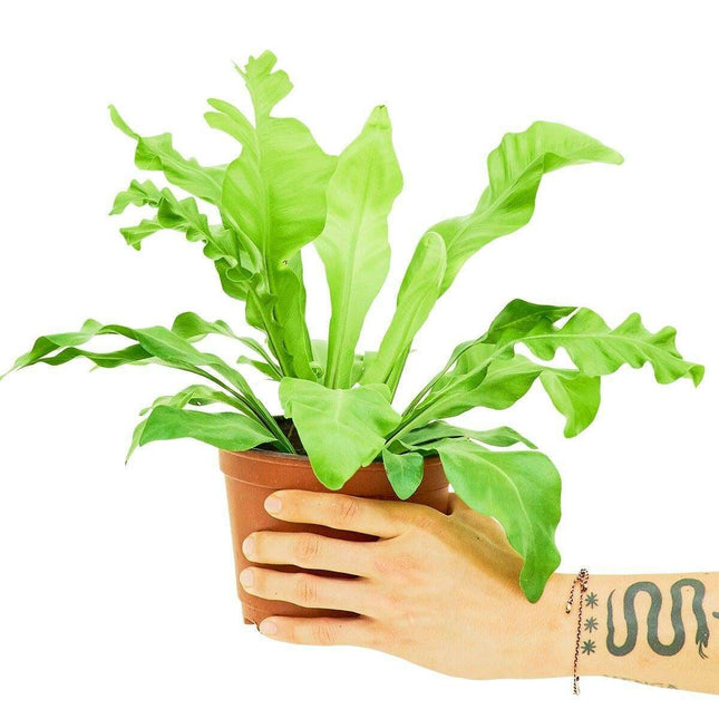 Lush Haven: Medium Bird's Nest Fern - Charming Greenery Delight