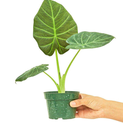 Luxe Deep Green 'Majestic Guard' Alocasia - Elegant Indoor Plant - Très Elite
