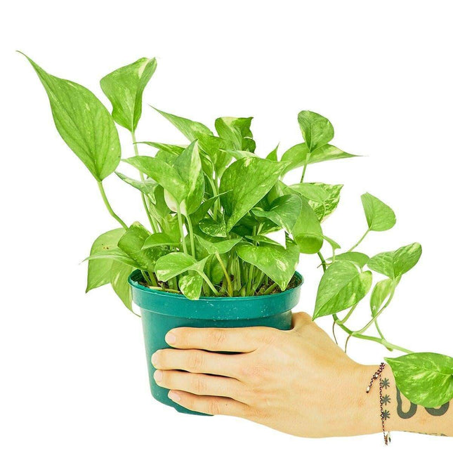 Luxe Golden Pothos Collection with Premium Planter