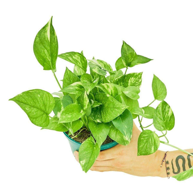 Luxe Golden Pothos Collection with Premium Planter