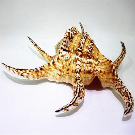 Luxurious 17cm Natural Chiragra Spider Conch Shell - Chic Home Décor Statement - Très Elite