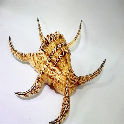Luxurious 17cm Natural Chiragra Spider Conch Shell - Chic Home Décor Statement - Très Elite