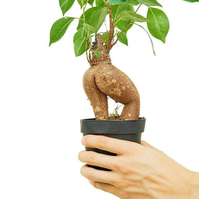 Luxurious Ficus 'Ginseng' Bonsai: A Stunning Greenery Accent for Modern Interiors