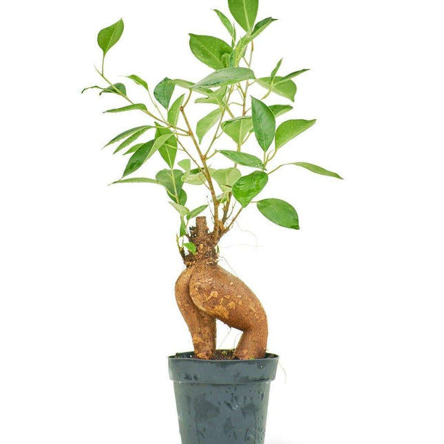 Luxurious Ficus 'Ginseng' Bonsai: A Stunning Greenery Accent for Modern Interiors