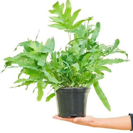 Maison d'Elite Blue Star Fern - Elegant Indoor Tropical Plant
