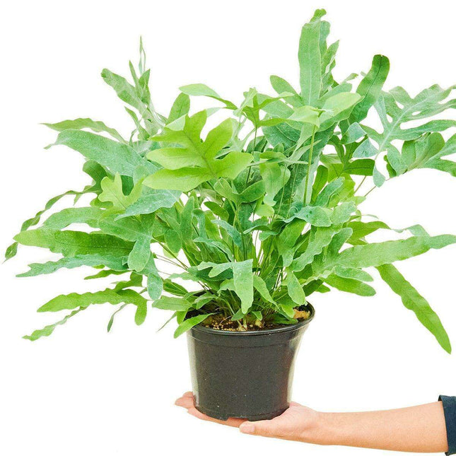 Maison d'Elite Blue Star Fern - Elegant Indoor Tropical Plant