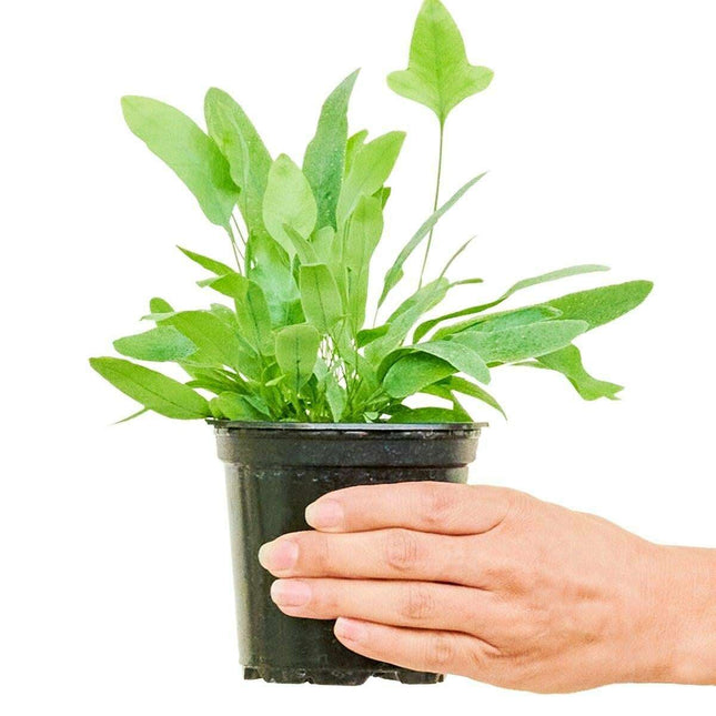 Maison d'Elite Premium Blue Star Fern - Luxurious Indoor Plant Collection