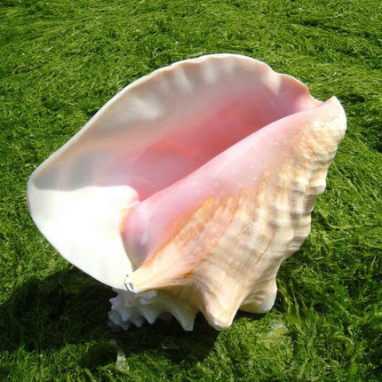 Majestic Queen Conch Shell: Oceanic Elegance - 18-20CM - Très Elite