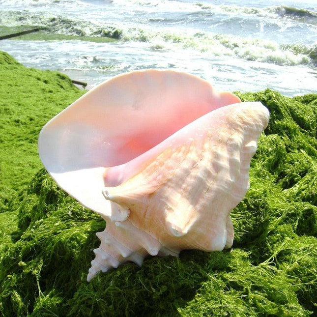 Majestic Queen Conch Shell: Oceanic Elegance - 18-20CM
