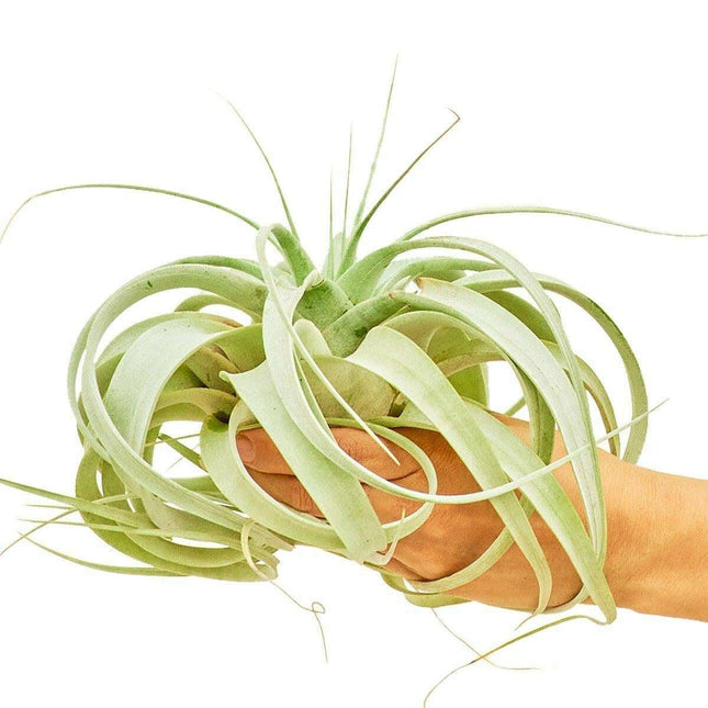 Majestic Xerographica Air Plant: Exquisite Indoor Greenery Experience