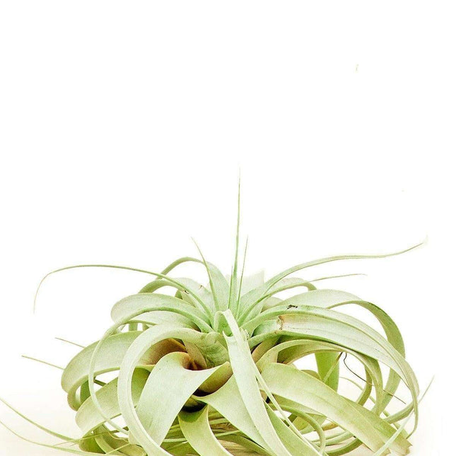 Majestic Xerographica Air Plant: Exquisite Indoor Greenery Experience
