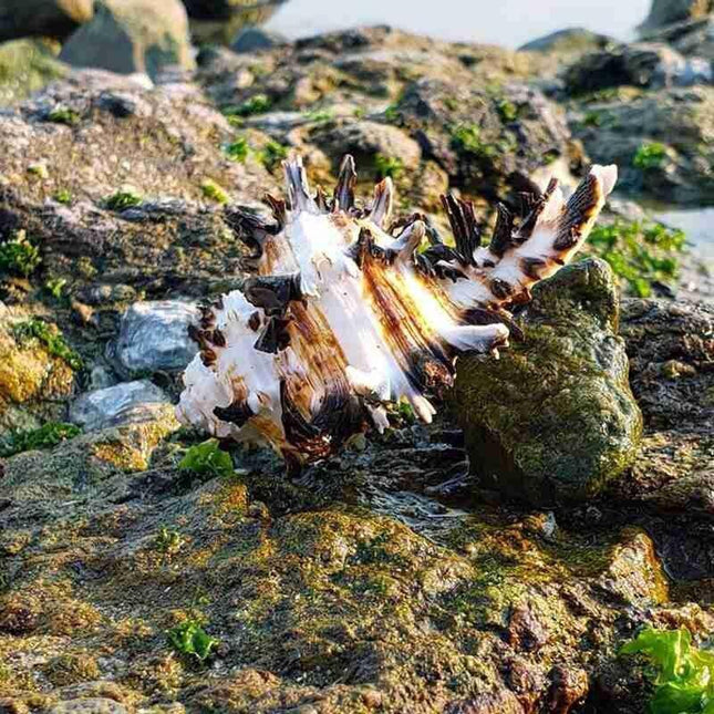 Mediterranean Natural Black Snail Shell Decor with Conch Accent for Micro-Landscapes