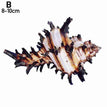 B (8-10cm)