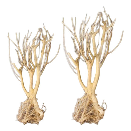 Natural Driftwood Decor for Aquariums: Elevate Your Aquatic Environment with Rustic Charm
