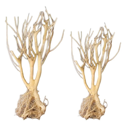 Natural Driftwood Decor for Aquariums: Elevate Your Aquatic Environment with Rustic Charm