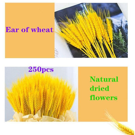 Natural Elegance Wheat Bundle - Timeless, Luxurious, and Abundant - Très Elite