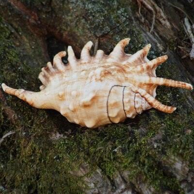 Nautical Elegance: Exquisite Handcrafted Conch Shell for Collectors - Très Elite