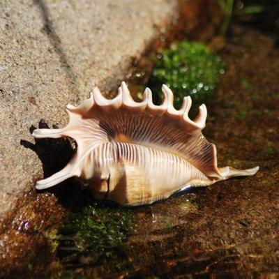 Nautical Elegance: Exquisite Handcrafted Conch Shell for Collectors - Très Elite