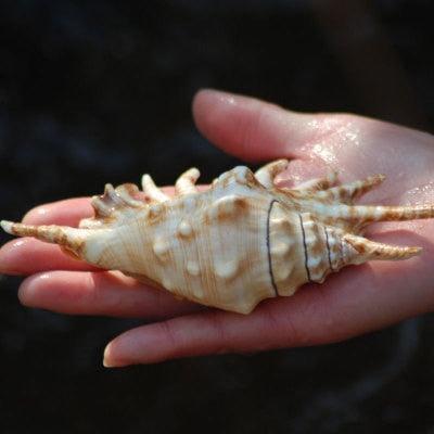 Nautical Elegance: Exquisite Handcrafted Conch Shell for Collectors - Très Elite