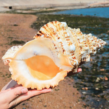 Oceanic Elegance: Exquisite Natural Conch Shell for Stylish Home Décor - Très Elite