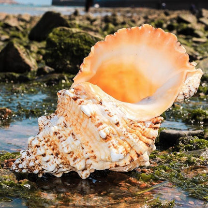 Oceanic Elegance: Exquisite Natural Conch Shell for Stylish Home Décor - Très Elite