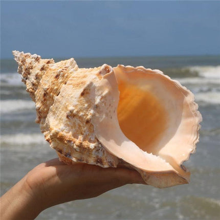 Oceanic Elegance: Exquisite Natural Conch Shell for Stylish Home Décor - Très Elite