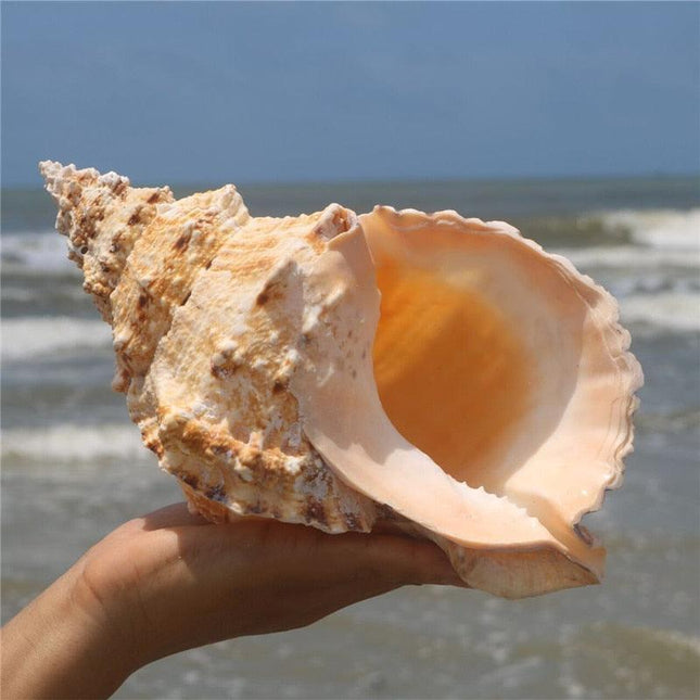 Oceanic Elegance: Exquisite Natural Conch Shell for Stylish Home Décor