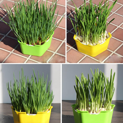 Pentagonal Sprout Haven: Fast-Track Your Fresh Greens Growing Experience - Très Elite