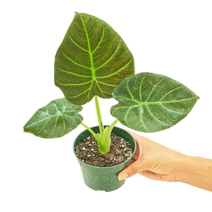 Petite Alocasia 'Regal Shields': Elevate Your Space with Luxurious Greenery