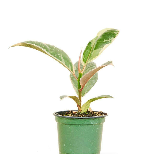 Petite Elegance Ficus 'Tineke' Rubber Tree - Chic Interior Accent for Modern Spaces