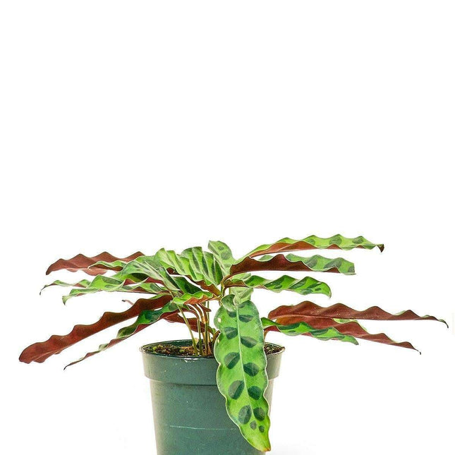 Petite Rattlesnake Calathea - A Touch of Elegance in Your Home