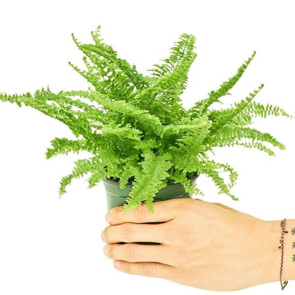 Premium Indoor Boston Fern: NASA-Approved Air Purifier for Stylish Home Environments