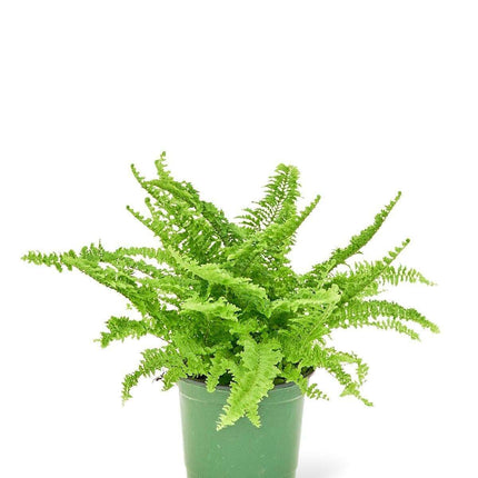 Premium Indoor Boston Fern: NASA-Approved Air Purifier for Stylish Home Environments