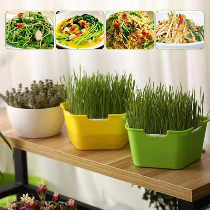 Quick Harvest Sprout Kit: Your Ultimate DIY Solution for Fresh, Nutritious Sprouts at Home - Très Elite