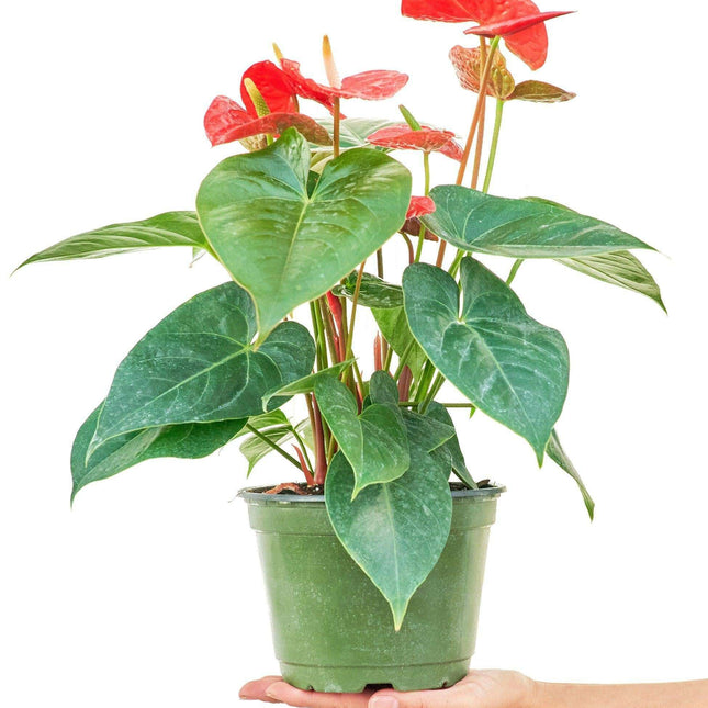 Radiant Red Heart Anthurium - Premium Edition