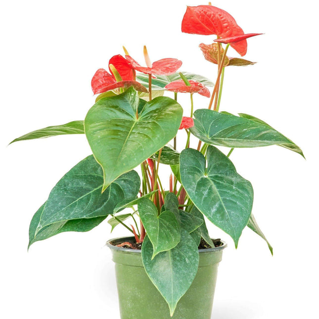 Radiant Red Heart Anthurium - Premium Edition