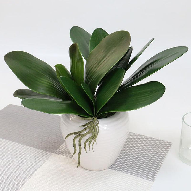Realistic Orchid Leaf Replicas: High-Quality Latex for Elegant Floral Displays