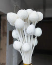 white / 20pcs