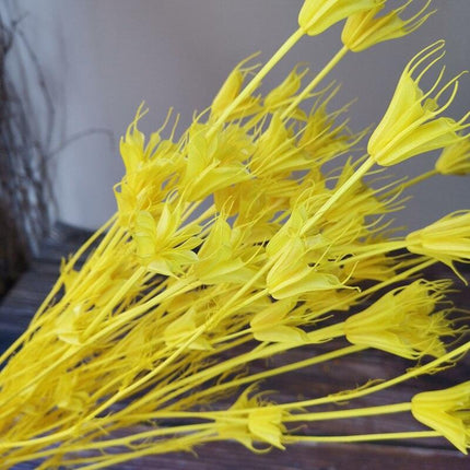 Enchanting Anise Floral Harmony Delights