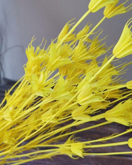 Enchanting Anise Floral Harmony Delights