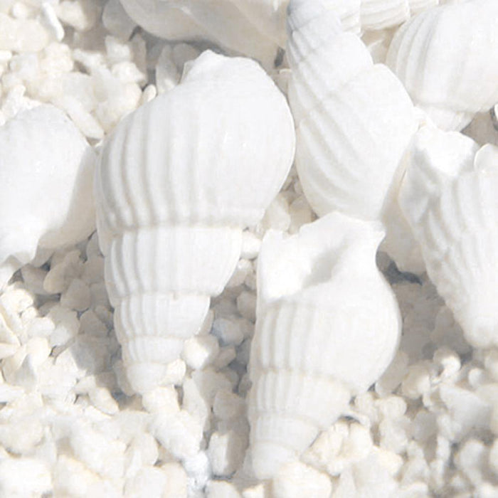 Tropical Seashell Assortment - 100-Piece Set for Home Decor and DIY Crafting