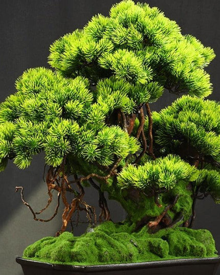 Tranquil Retreat Faux Pine Bonsai - Elegant Zen Decor Element