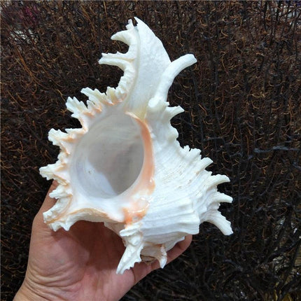 Distinctive Large African Turban Conch Shell: Ideal for Home and Aquarium Decoration