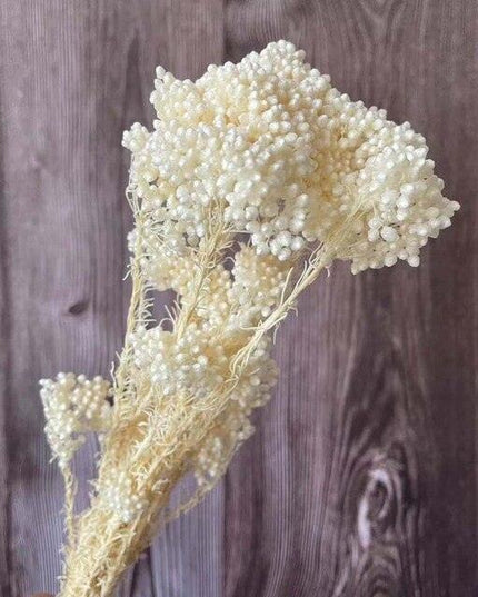 Timeless Treasures: Preserved Millet Flowers for Elegant Wedding Decor